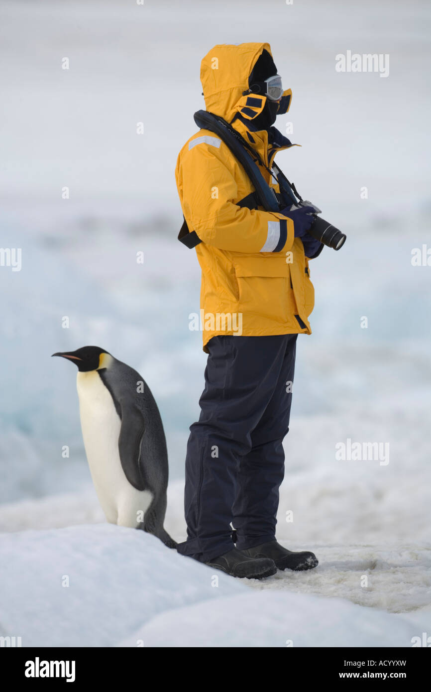 Antarctica Snow Hill Island Emperor Penguin Stands Beside Photographer From Cruise Aboard Russian Icebreaker Stock Photo - Alamy