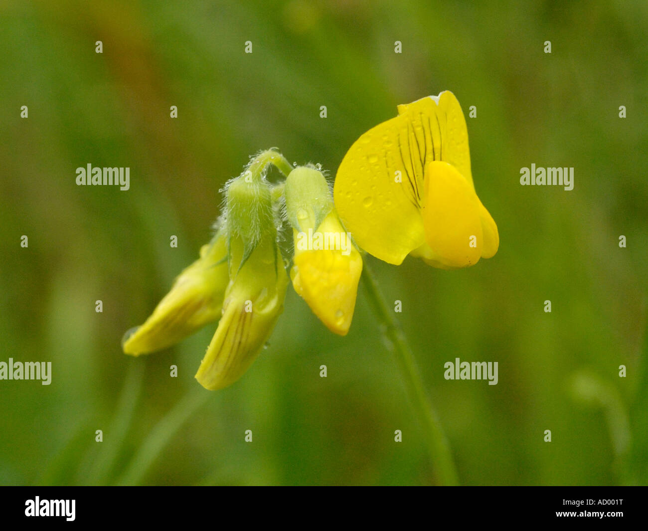 Meadow Vetchling, Lathyrus pratensis Stock Photo