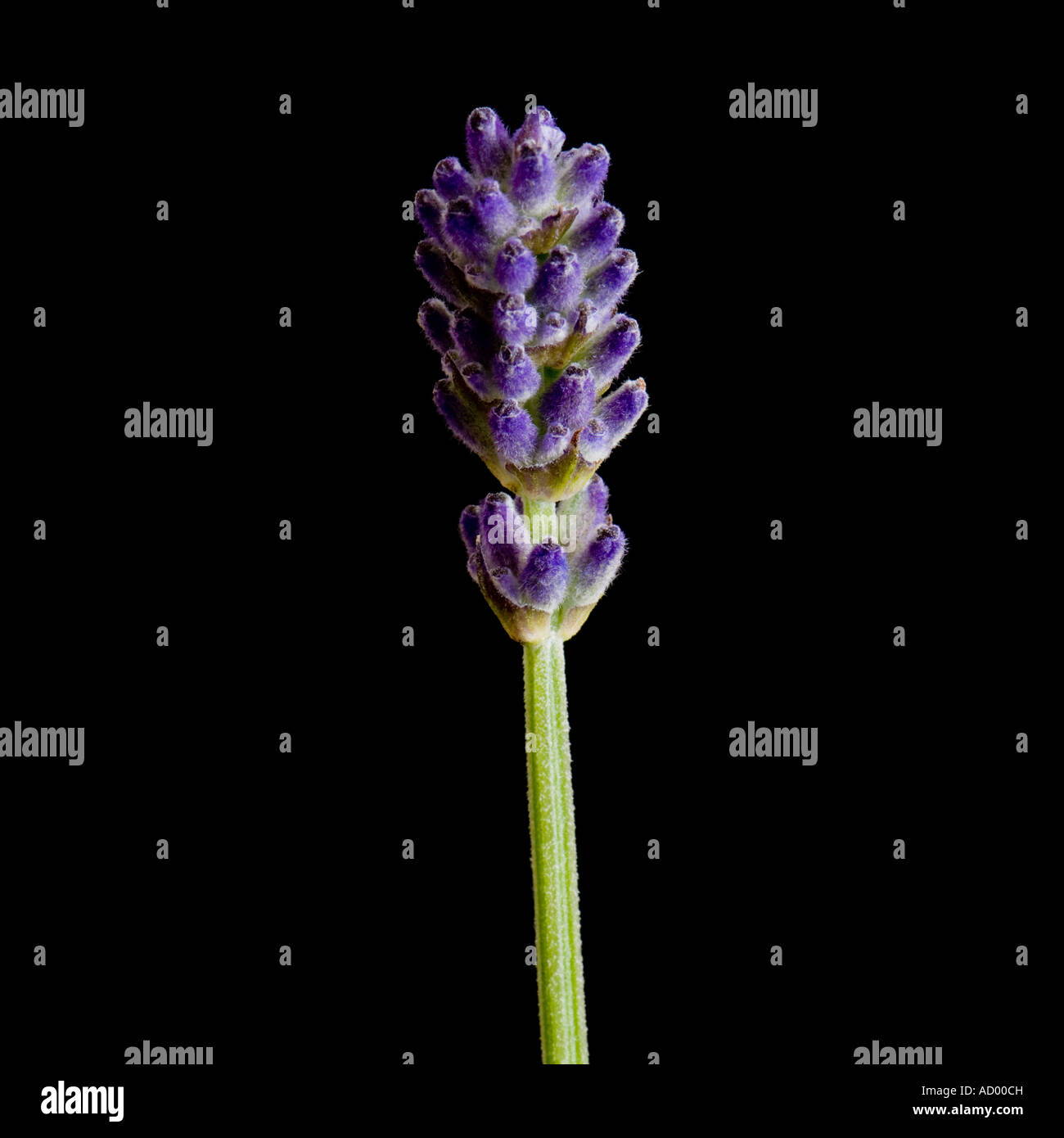close up of lavendar (LAVENDULA AUGUSTIFOLIA) on black 1 of 2 Stock Photo