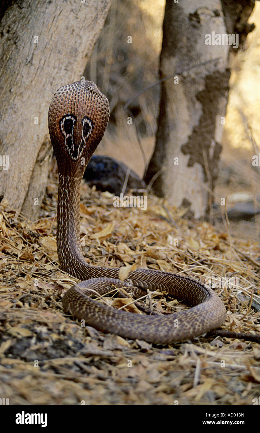 SPECTACLED COBRA. Naja Naja. Venomous, Common Stock Photo - Alamy