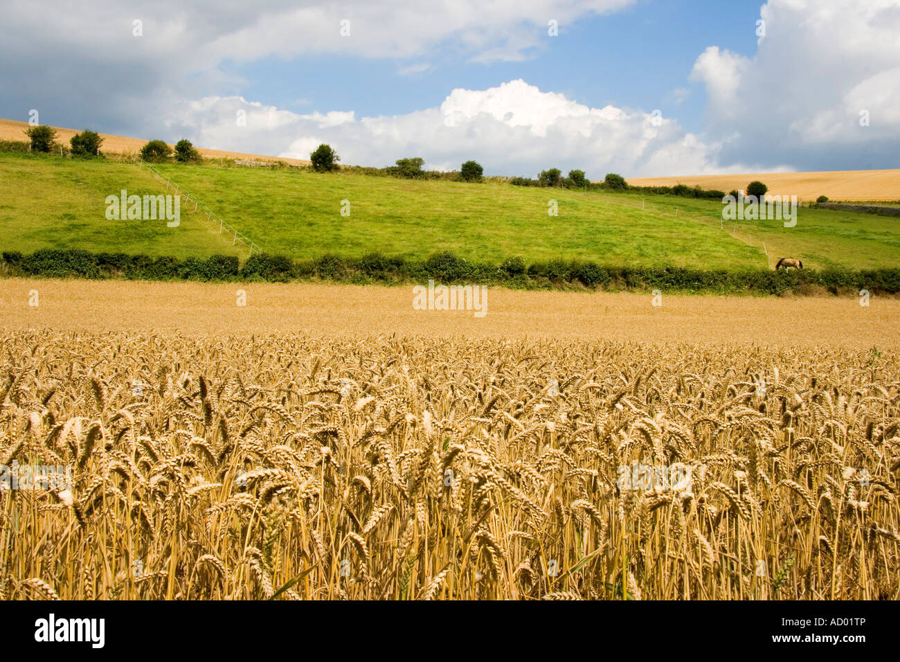 A field of ripe wheat with blue sky and clouds Stock Photo - Alamy