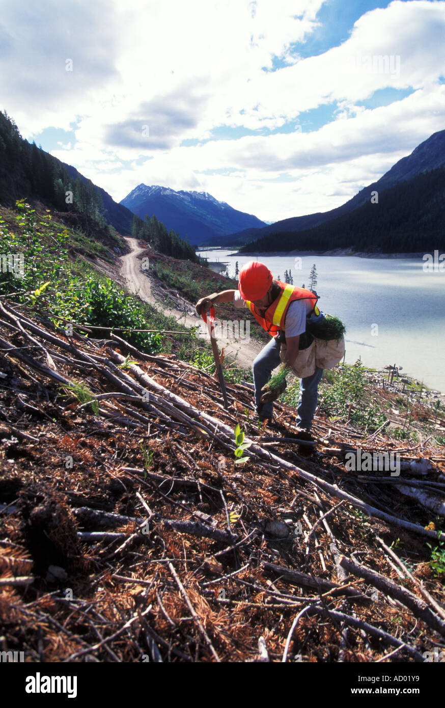 Log planter hires stock photography and images Alamy