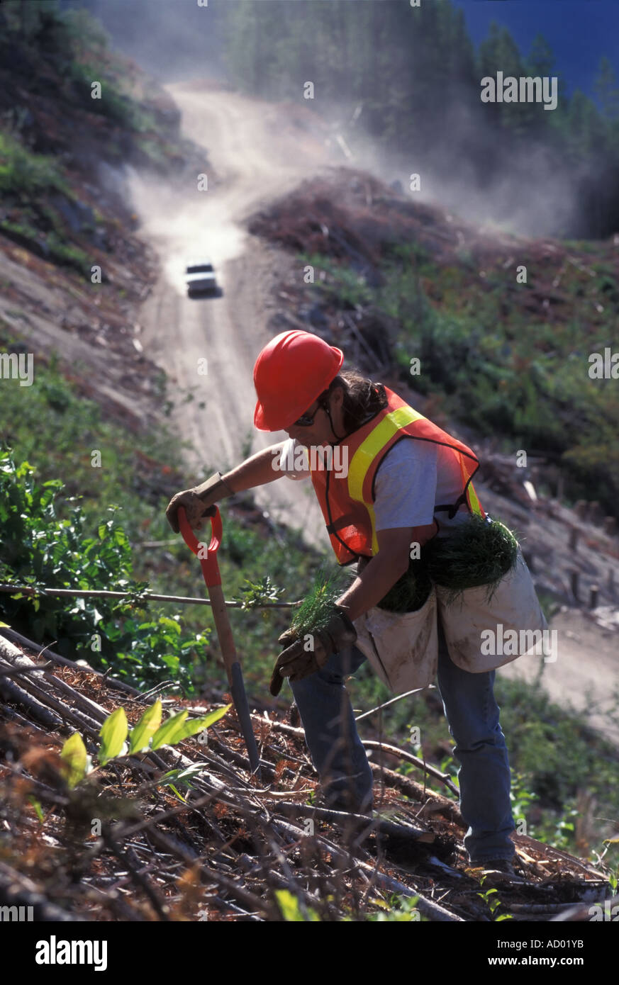 Log planter hires stock photography and images Alamy