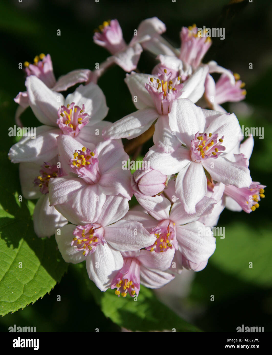 Deutzia × hybrida "Mont Rose", Hydrangeaceae Stock Photo