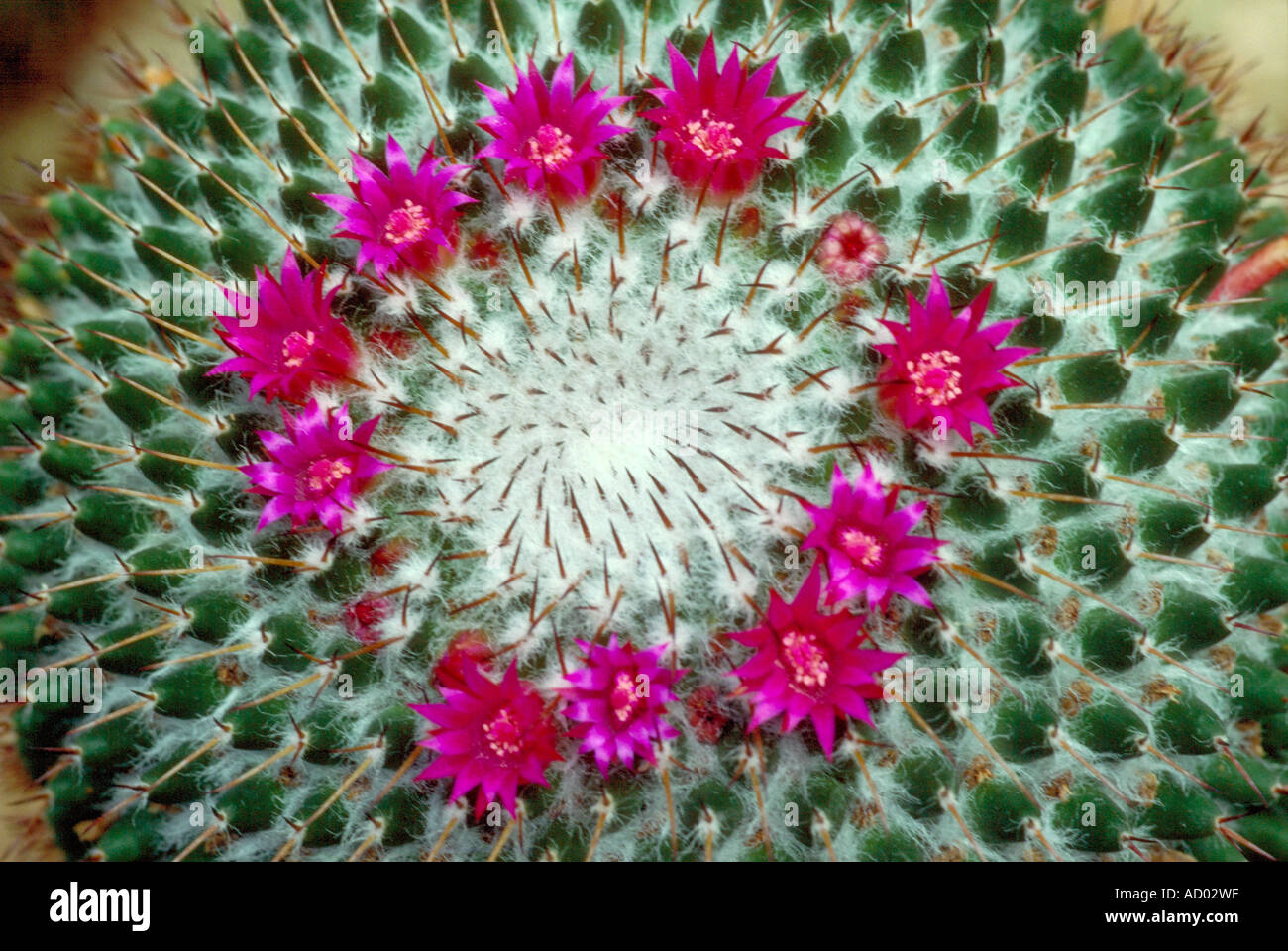 Cactus, Mammillaria Durispina, Cactaceae.  Mexico. Stock Photo