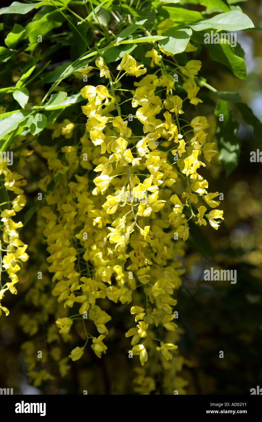 Common Laburnum Tree Laburnum Anagyroides Fabaceae Stock Photo