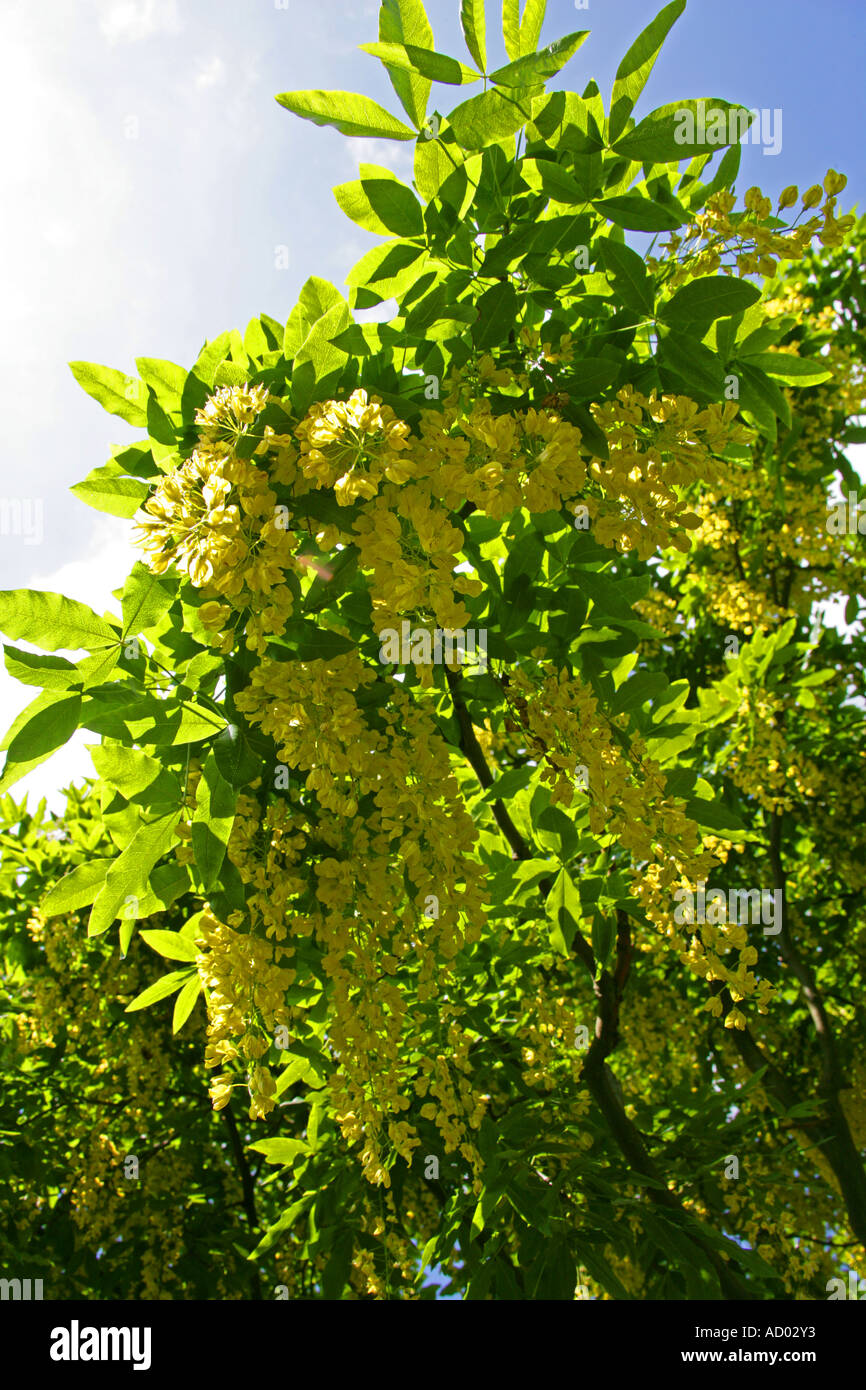 Common Laburnum Tree, Laburnum Anagyroides Fabaceae Stock Photo