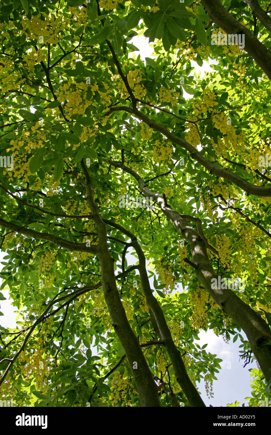 Common Laburnum Tree, Laburnum Anagyroides Fabaceae Stock Photo