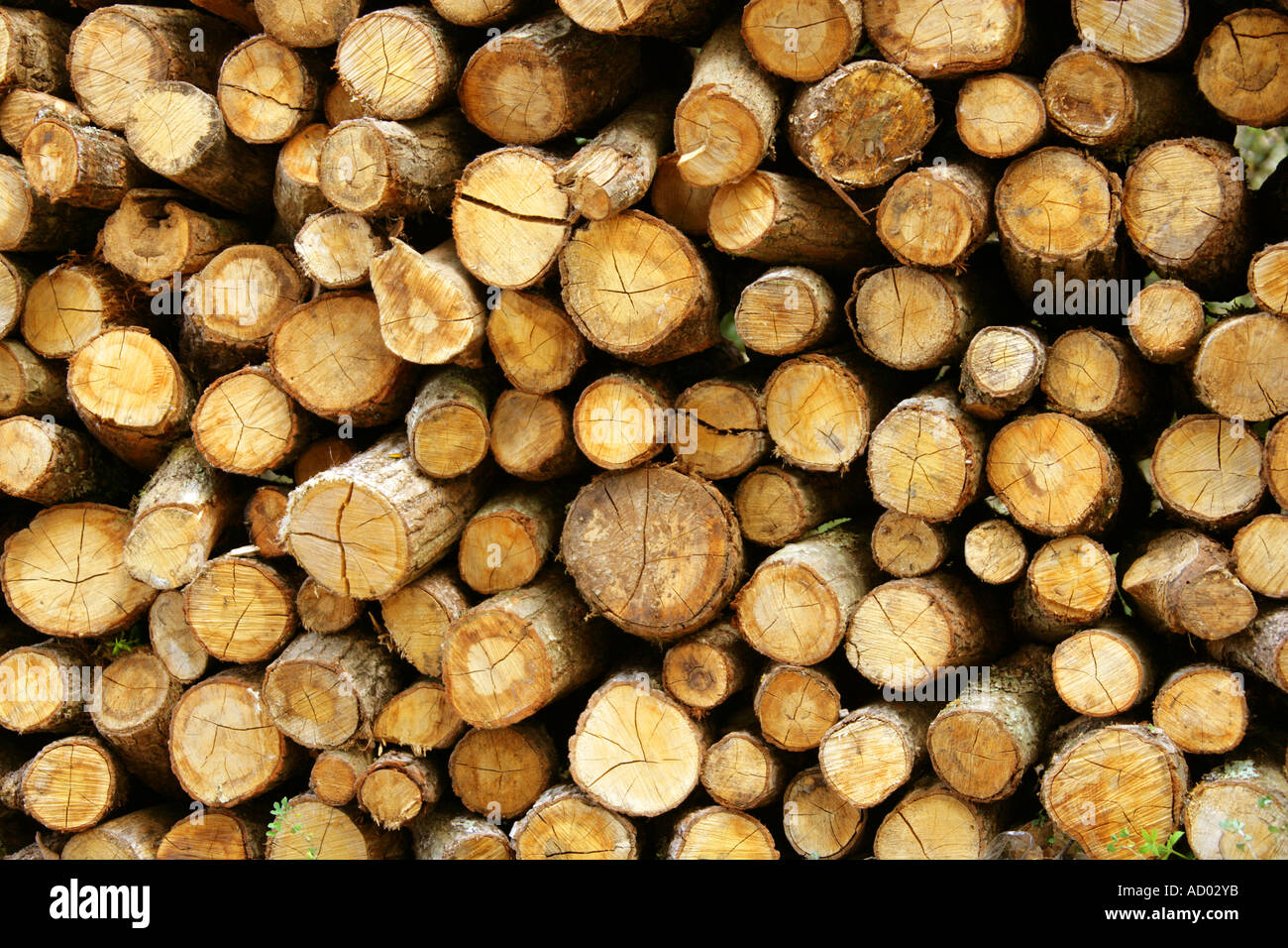 A Pile of Stacked Cut Logs Stock Photo