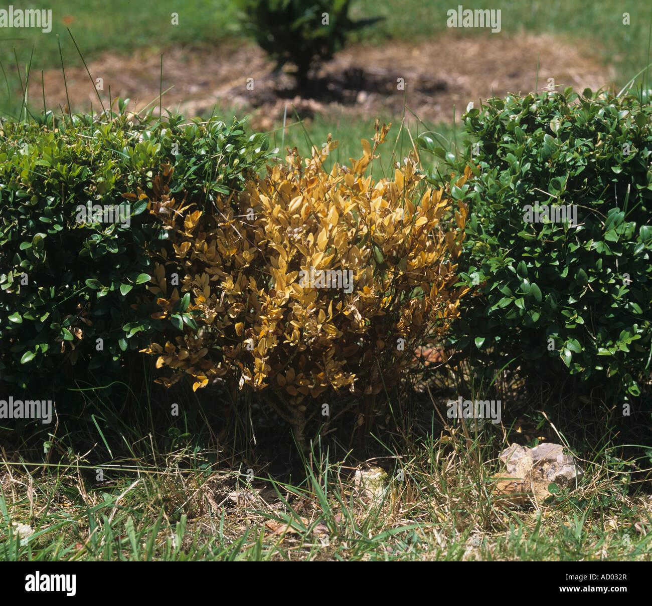Box dieback Volutella buxi dead plant in an establishing parterre hedge Stock Photo