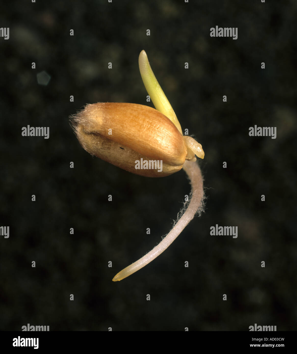 Wheat seed germinating with root and leaf beginning to emerge Stock Photo
