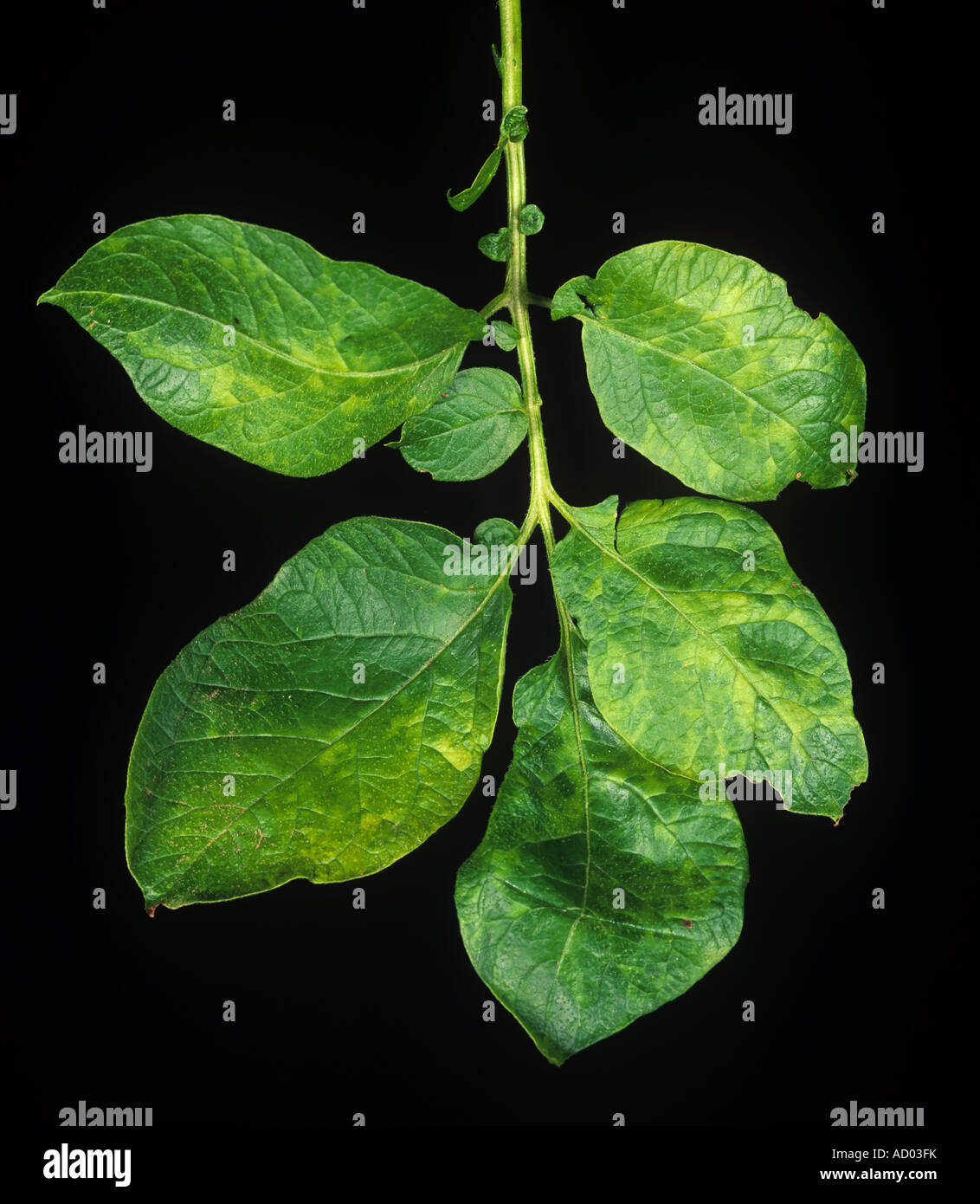 Severe typical symptoms of mosaic virus infection on a potato leaf Stock Photo