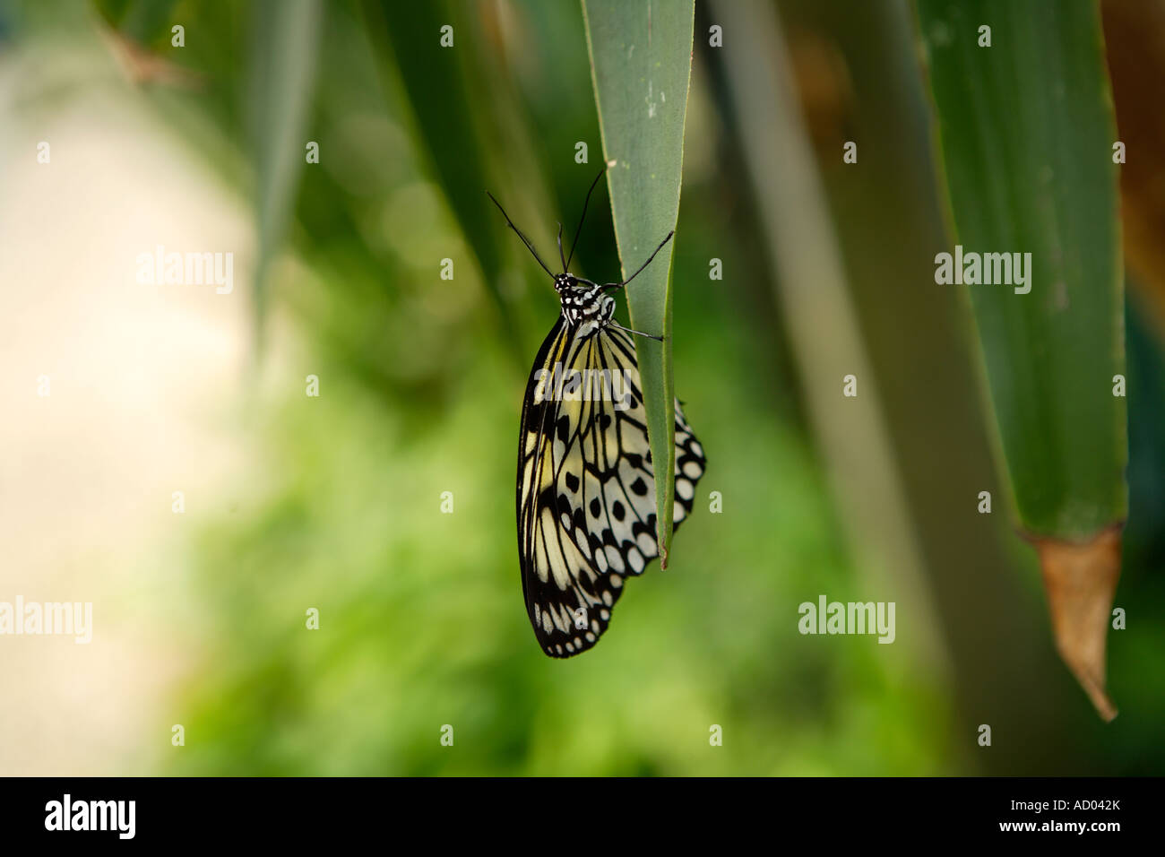 Butterfly, Symonds Yat, Wye Valley, England Stock Photo Alamy