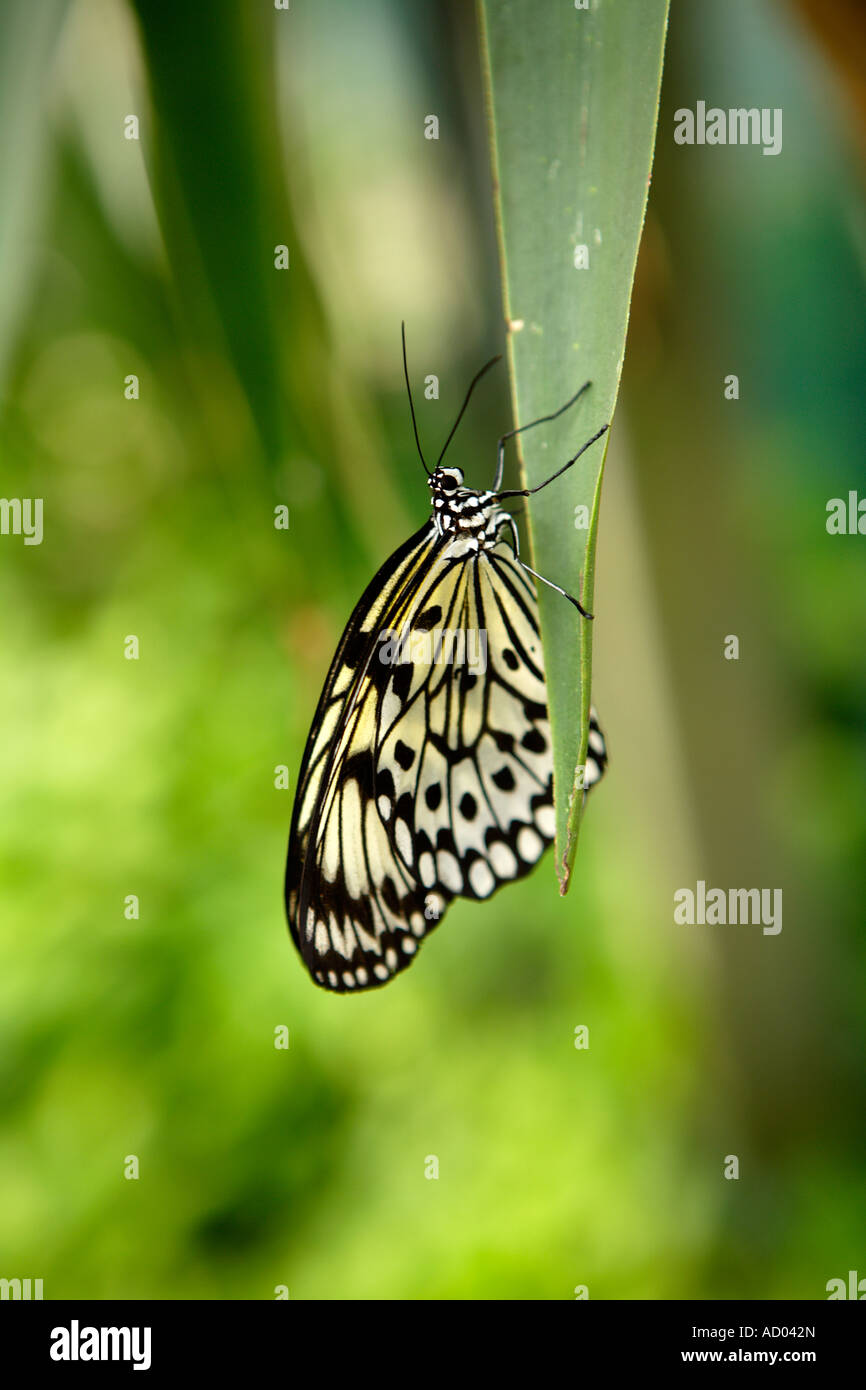 Butterfly, Symonds Yat, Wye Valley, England Stock Photo Alamy