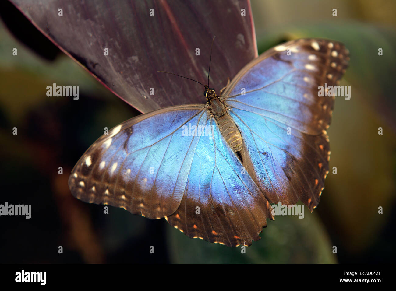 Large blue Butterfly, Symonds Yat, Wye Valley, England. Stock Photo