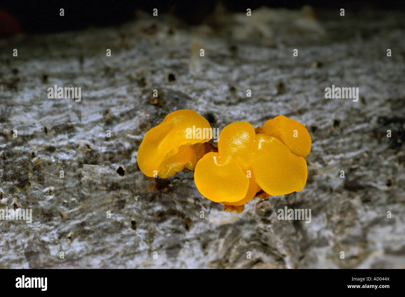 Macro of small specimen of bright yellow gelatinous Tremella mesenterica Witch s Butter fungus growing on wood Stock Photo