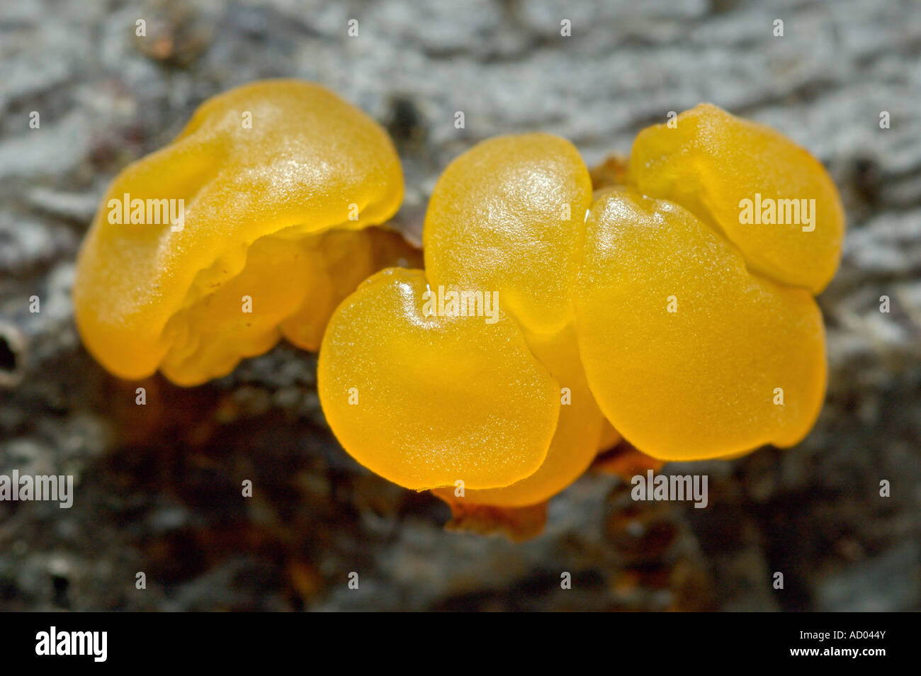 Macro of small specimen of bright yellow gelatinous Tremella mesenterica Witch s Butter fungus growing on wood Stock Photo