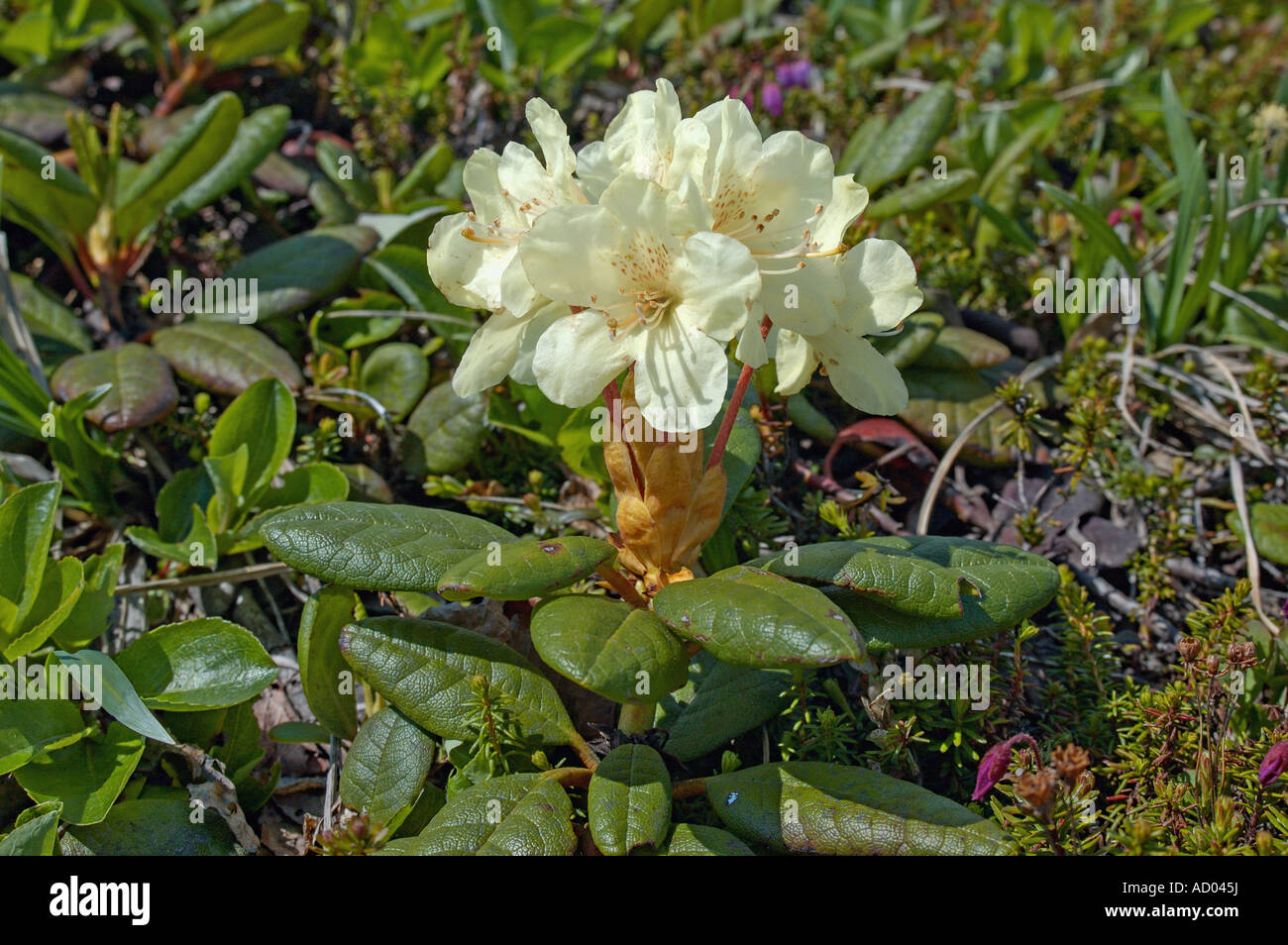 Yellowstone Rhododendron Attractive yellow flower of rhododendron Rhododendron aureum growing in ...