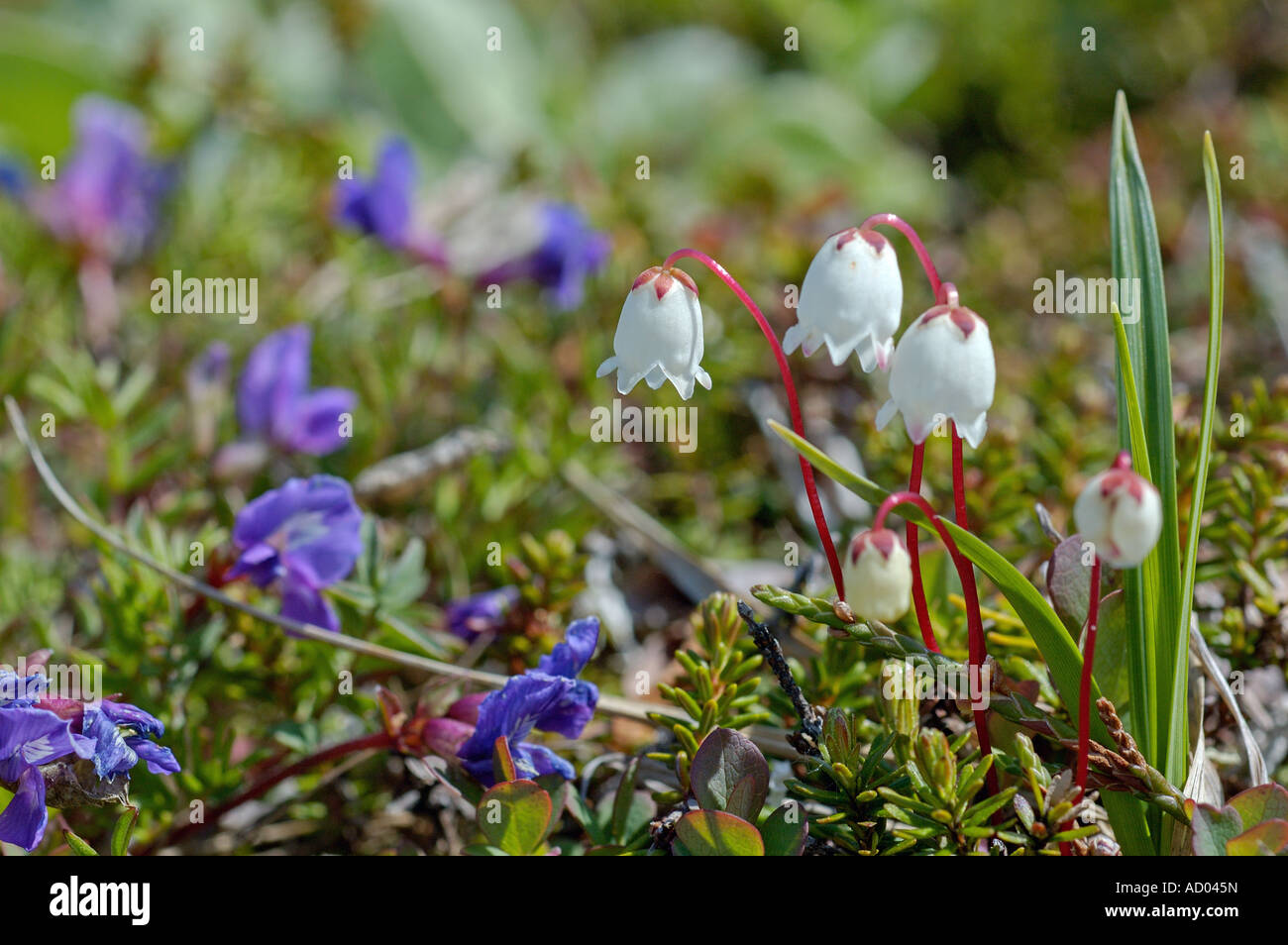 Small flower Phyllodoce caerulea growing in tundra Kamchatka Siberia Pacific coast white bellflower on bright red stems Stock Photo