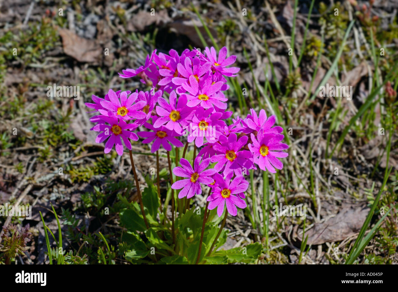 Primula cuneifolia beautiful wild flower with small lilac flowers growing in tundra Kamchatka Siberia Pacific coast Stock Photo