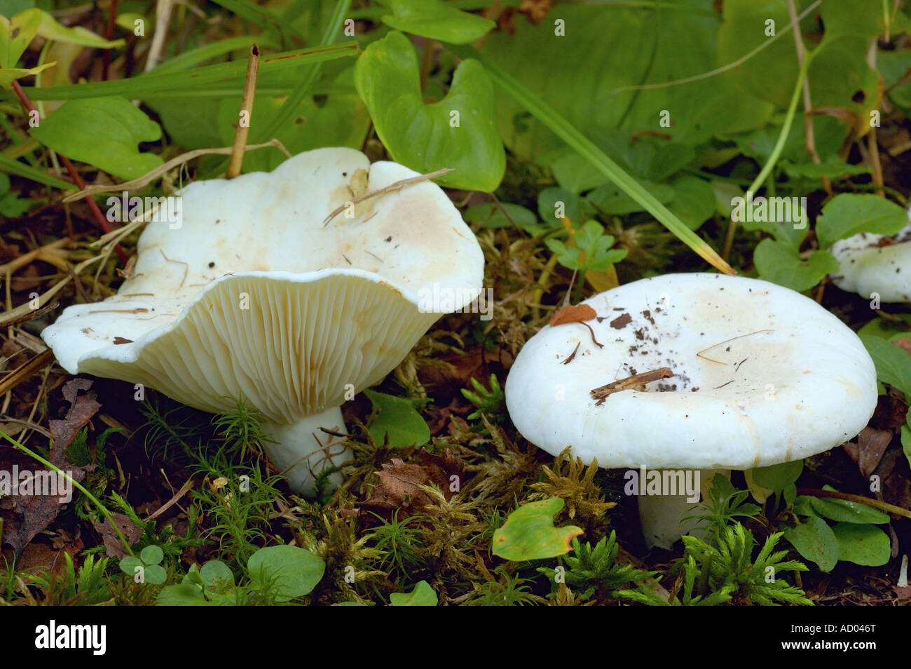 Lactarius vellereus or Lactarius piperatus is large white gilled edible mushroom with convex cap common in Europe and America Stock Photo