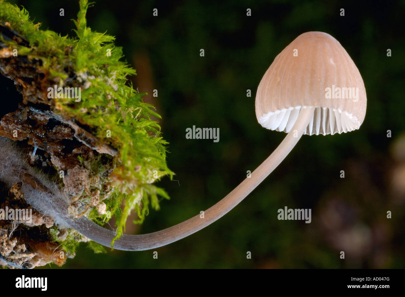 Small saprophytic mushroom Mycena arcangeliana growing on wood chips on ground with thin long stem and bell shaped pale cap Stock Photo