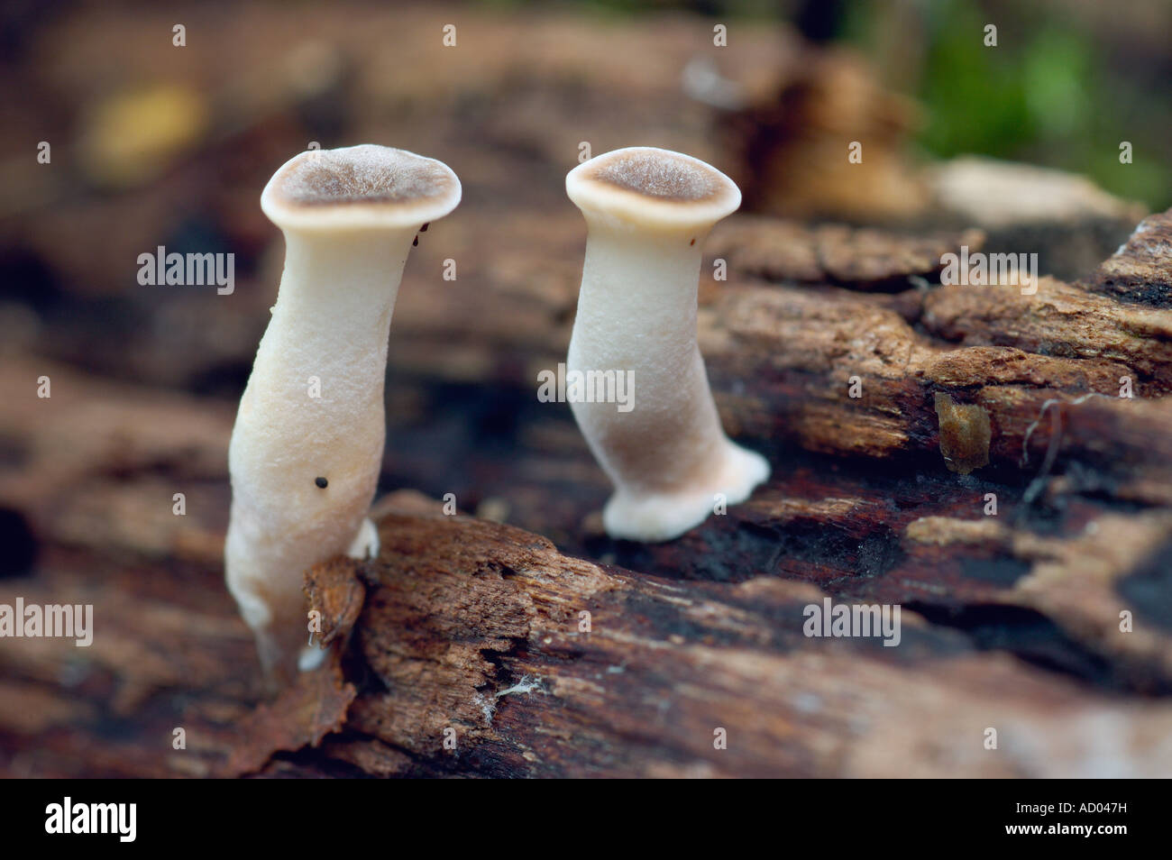 Macro of unusual mushroom Nidula niveotomentosa whitish cylindrical bodies growing on wood Stock Photo