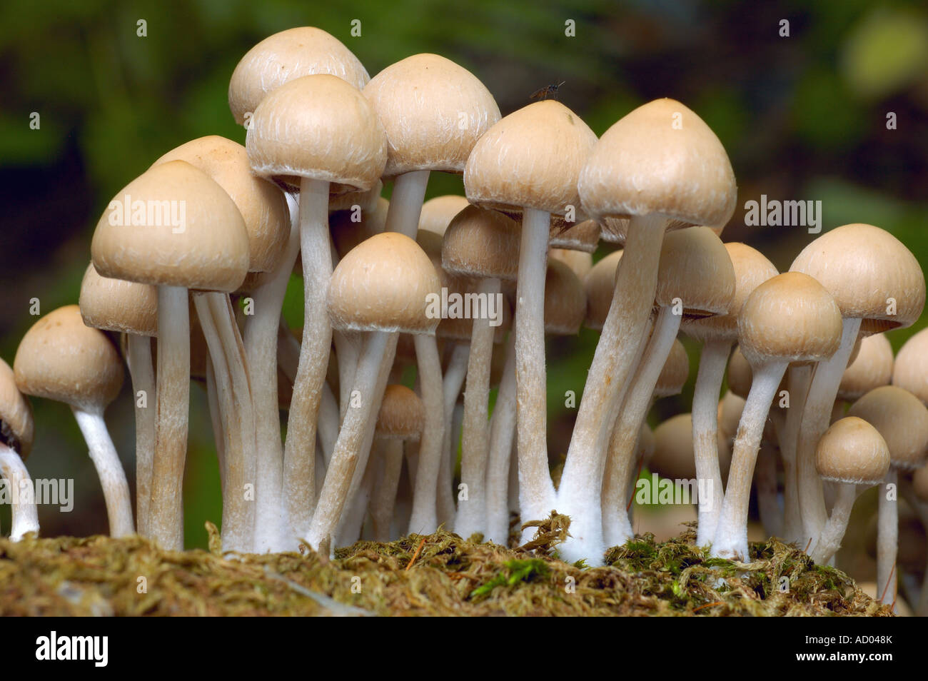Suburban Psathyrella Psathyrella candolleana common gilled mushroom grow in clusters on ground common in Europe America Stock Photo