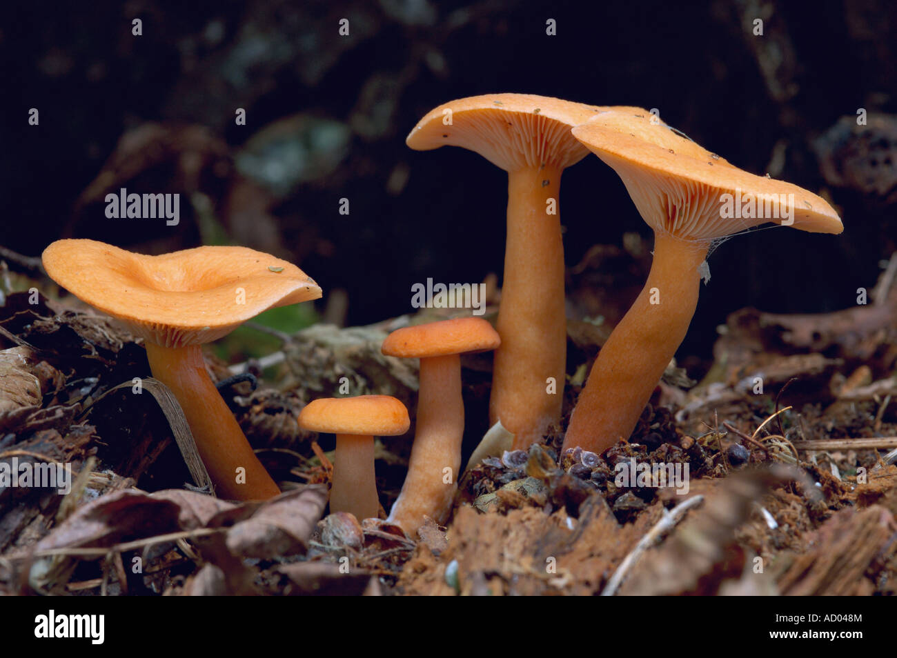 Lactarius mitissimus Candy Cap orange gilled mushroom grows in cluster on ground convex cap common in Europe and America Stock Photo