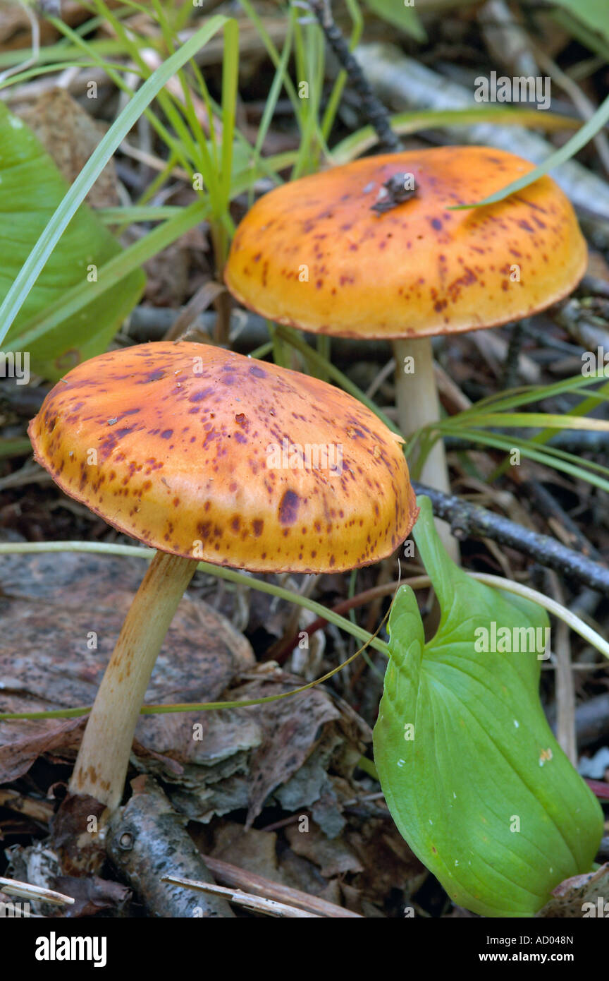A toadstool genus Cortinarius with yellow orange or brownish speckled cap growing in the forest in the grass Europe Stock Photo