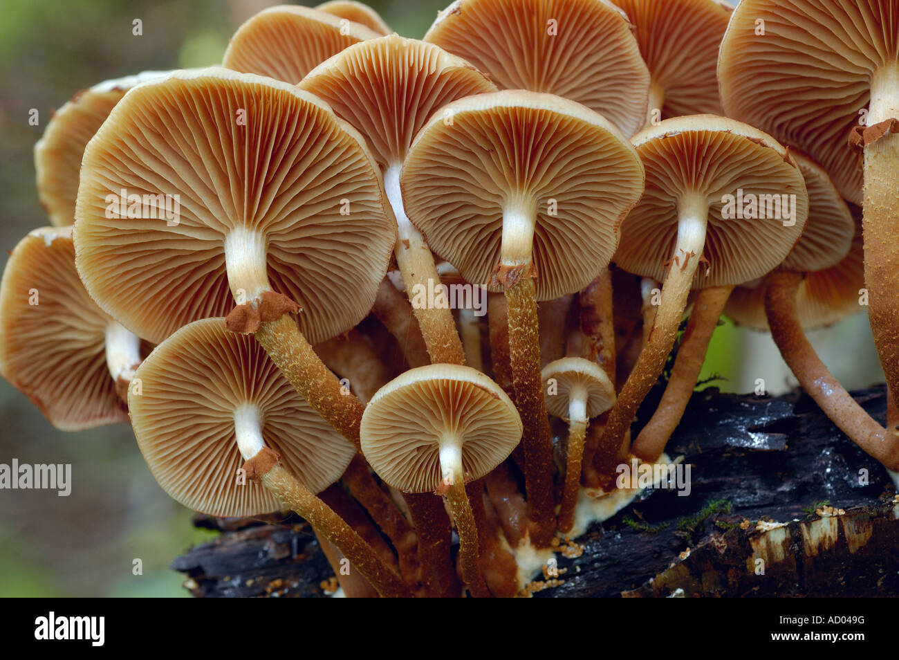 Kuehneromyces mutabilis Pholiota mutabilis or Changeable Pholiota edible gilled mushroom in large cluster on stump Stock Photo