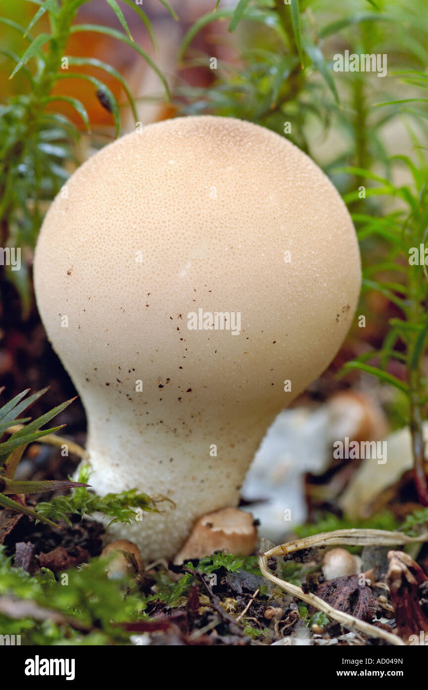 Mushroom Lycoperdon pyriforme Common Pear Shaped Puffball on ground very common in Europe and America edible Stock Photo