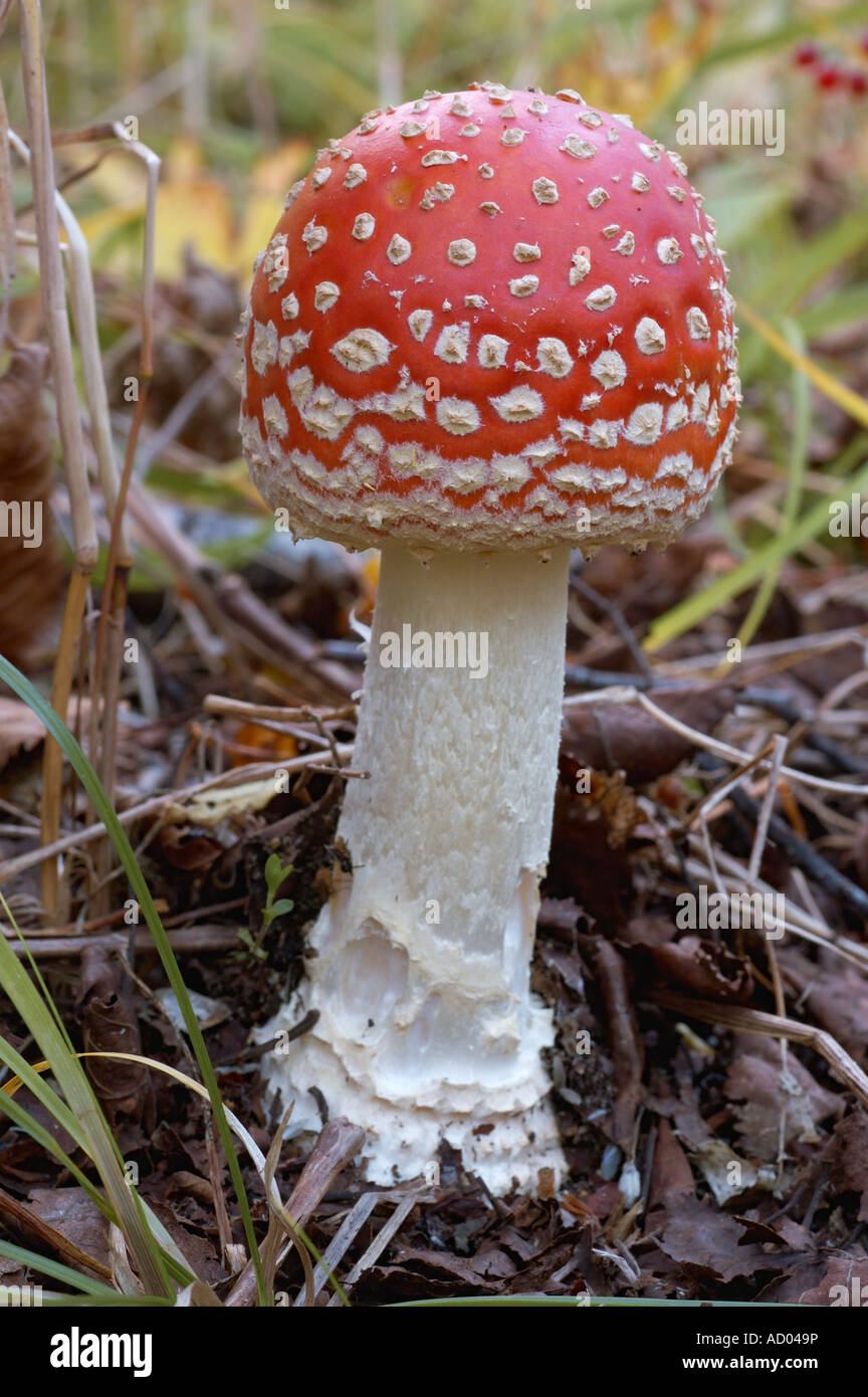 Fly Agaric Fly Amanita Amanita muscaria beautiful poisonous toadstool with large red cap with white warts and white stem Stock Photo
