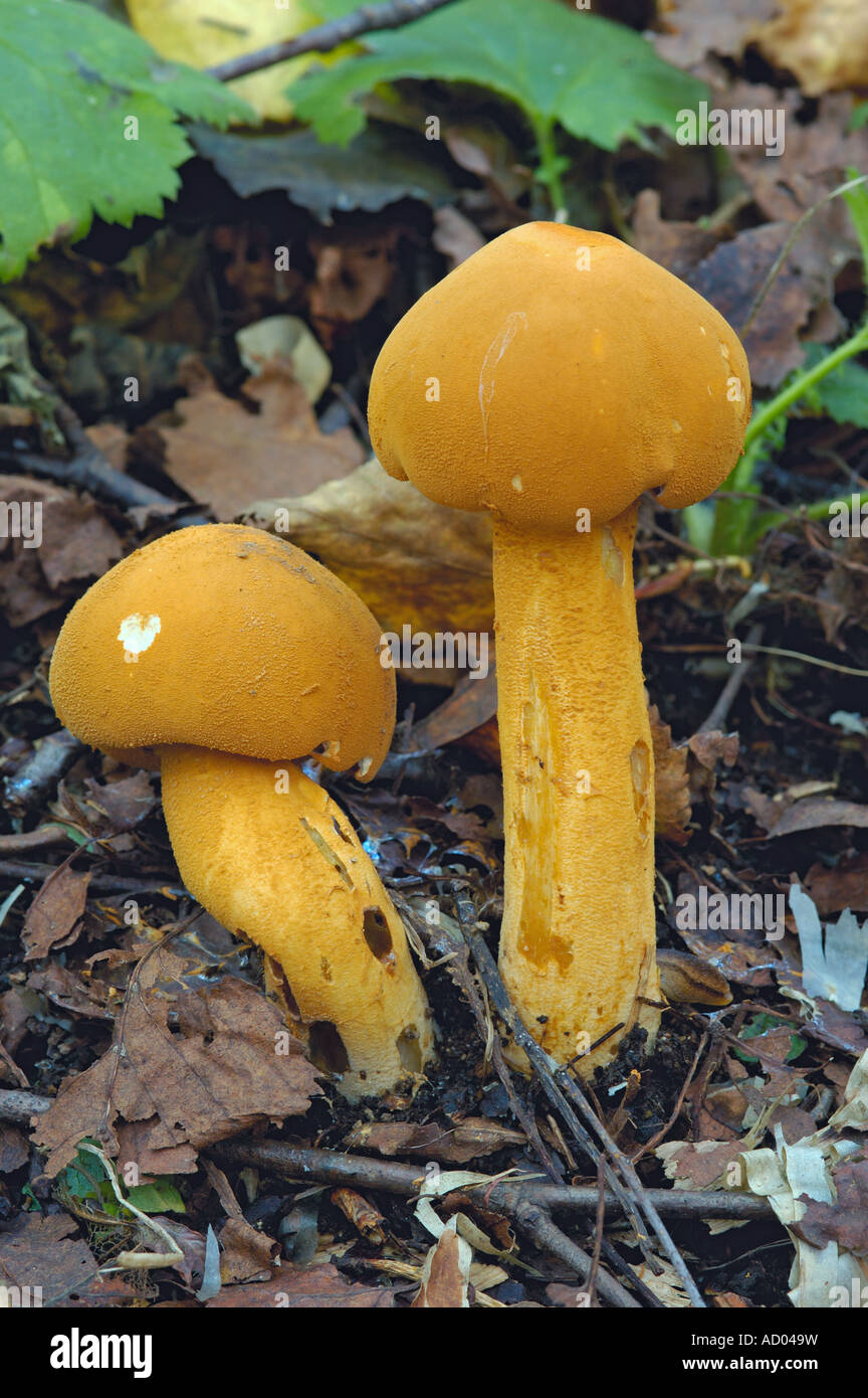 Two bright yellow mushrooms genus Agaricus growing on the ground Stock Photo