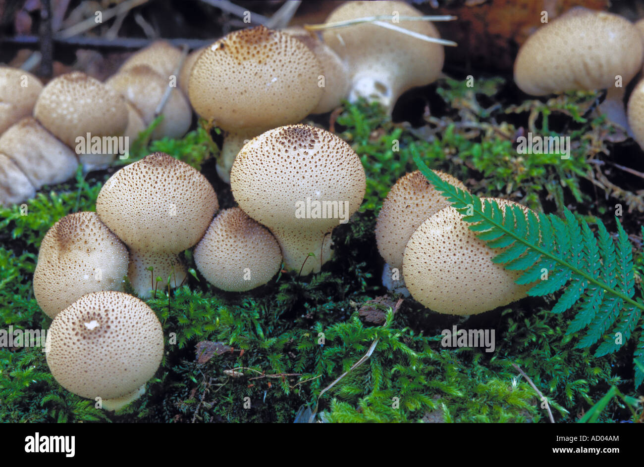 Group of mushrooms Lycoperdon perlatum Common or Gemmed Puffball growing on ground very common everywhere edible Stock Photo