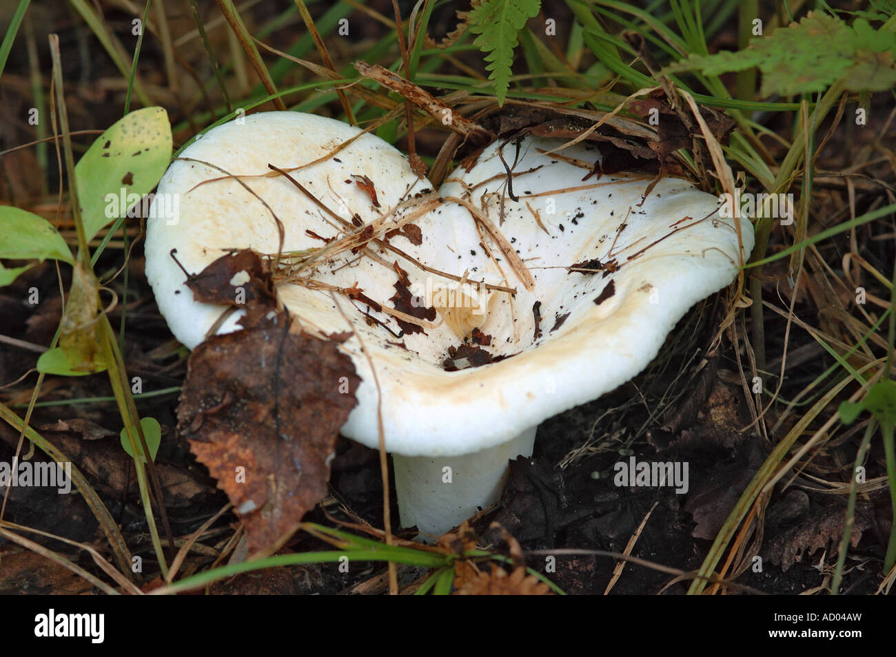 Lactarius vellereus or Lactarius piperatus is large white gilled edible mushroom with convex cap common in Europe and America Stock Photo