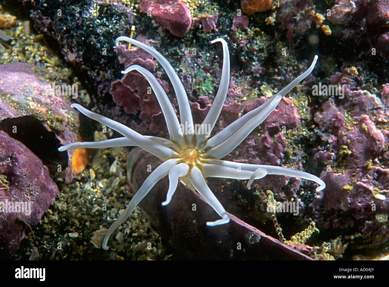Burrowing Sea anemone Halcampoides purpurea has beautiful white or bluish tentacles North Pacific Kamchatka Stock Photo