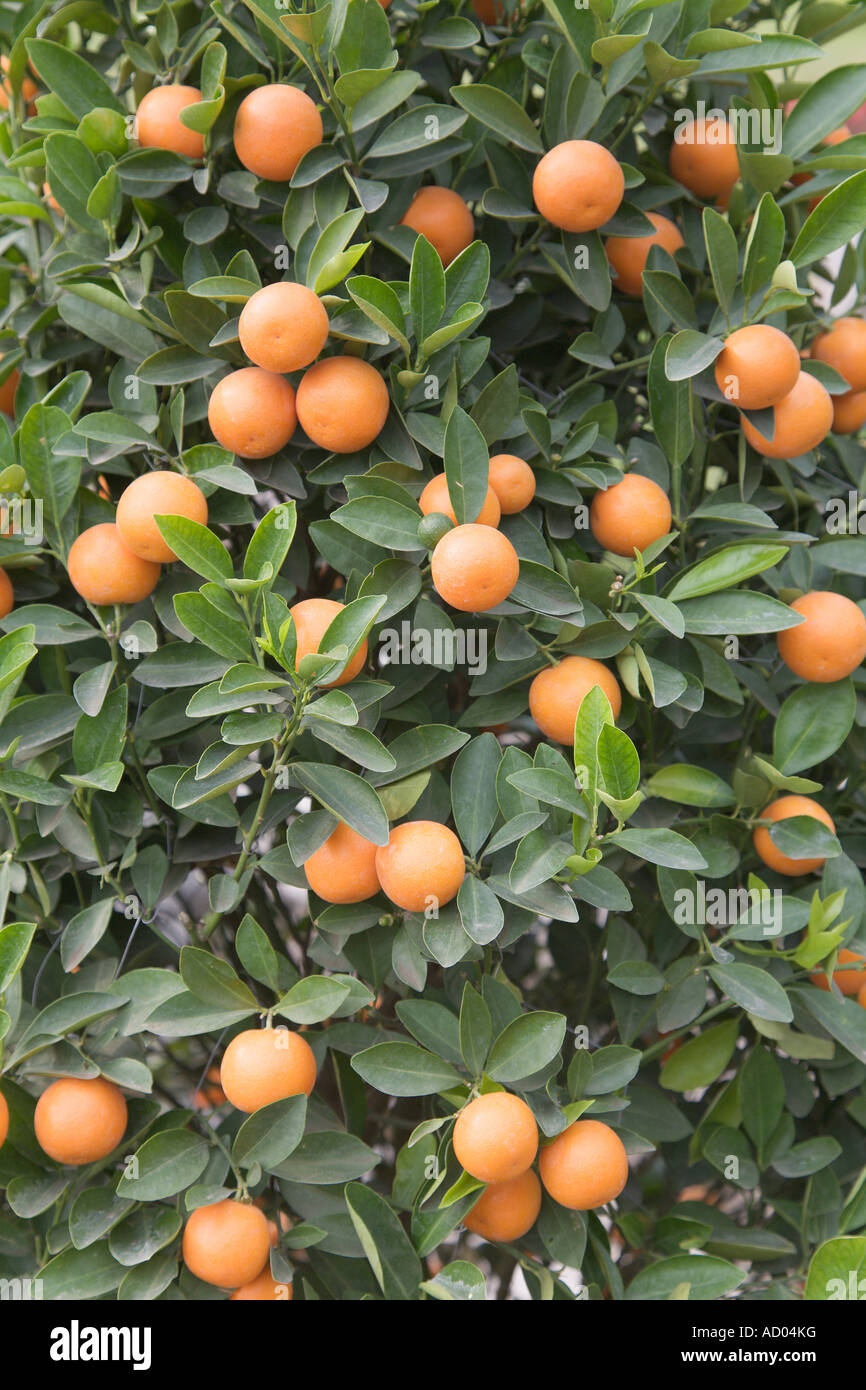 Kumquat Tree Hanoi Vietnam Stock Photo Alamy