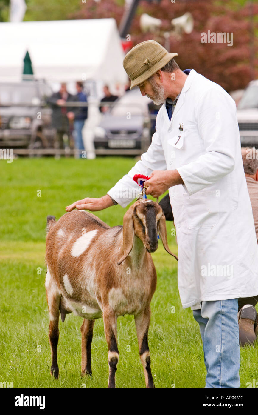Man with prize winning goat in show ring at agricultural show Stock Photo -  Alamy