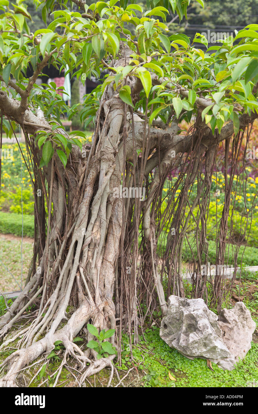 Bonsai gardens Hanoi Vietnam Stock Photo Alamy