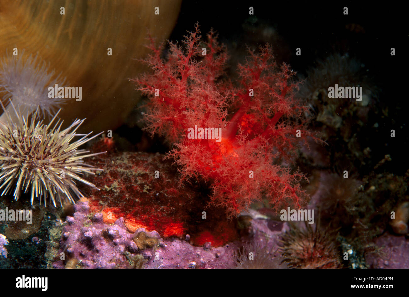 A specimen of carmine red marine benthic holothurian Psolus fabricii sitting on a stone and spreading tentacles Pacific Stock Photo