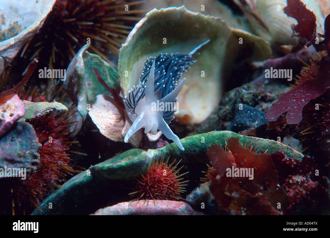 Marine sea slug Coryphella verrucosa a form with with blue gills Mollusca Gastropoda sea bottom North Pacific Underwater Stock Photo
