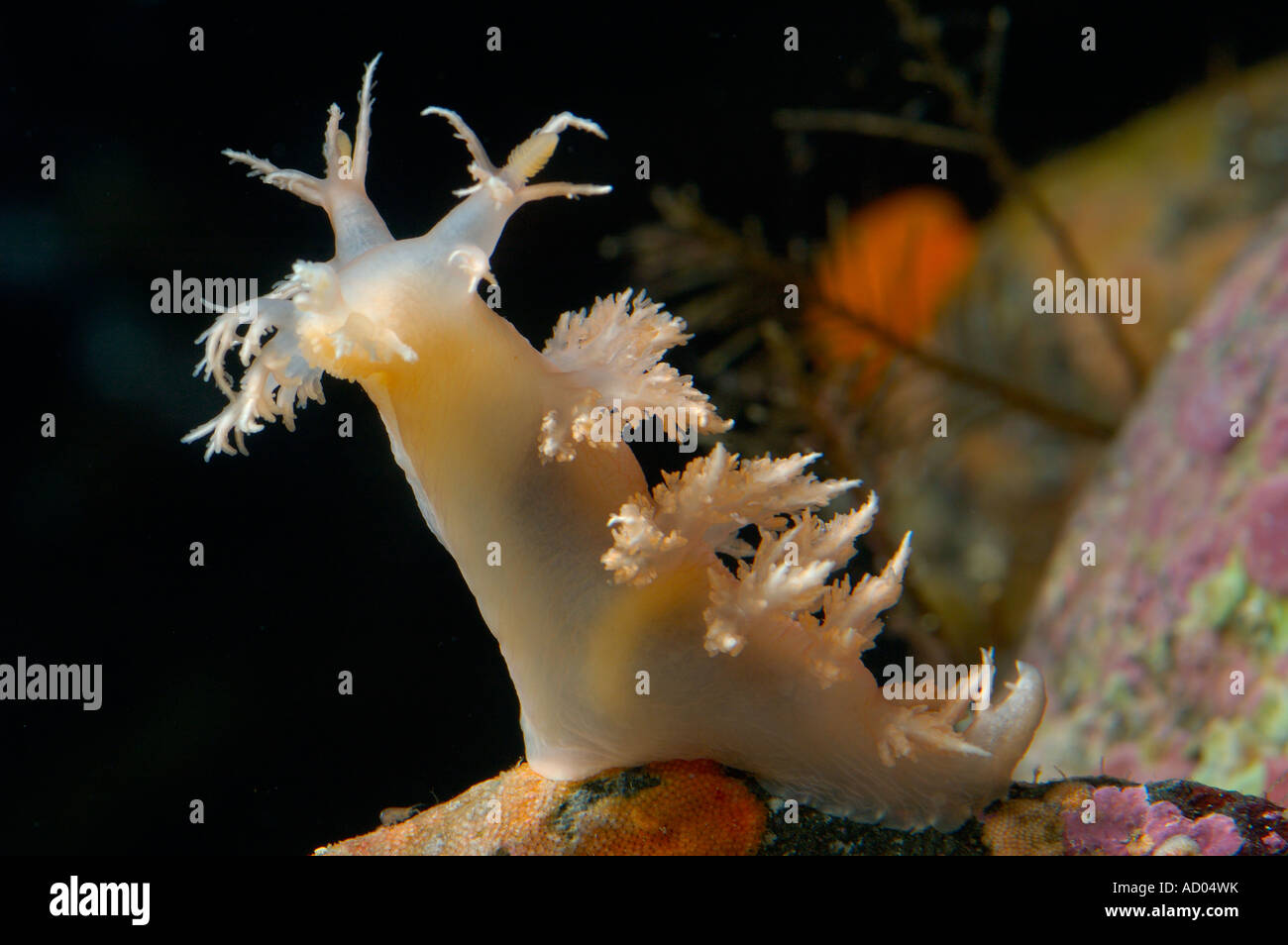 Macro of yellow marine sea slug Dendronotus dalli Mollusca Gastropoda on a stone North Pacific Underwater Kamchatka Stock Photo
