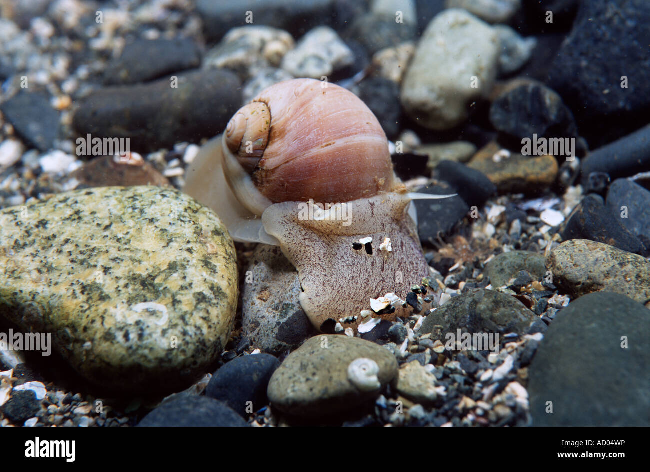 Gastropode mollusk Cryptonatica janthostoma crawling on sea bottom Widely distributed in North Pacific Underwater Stock Photo