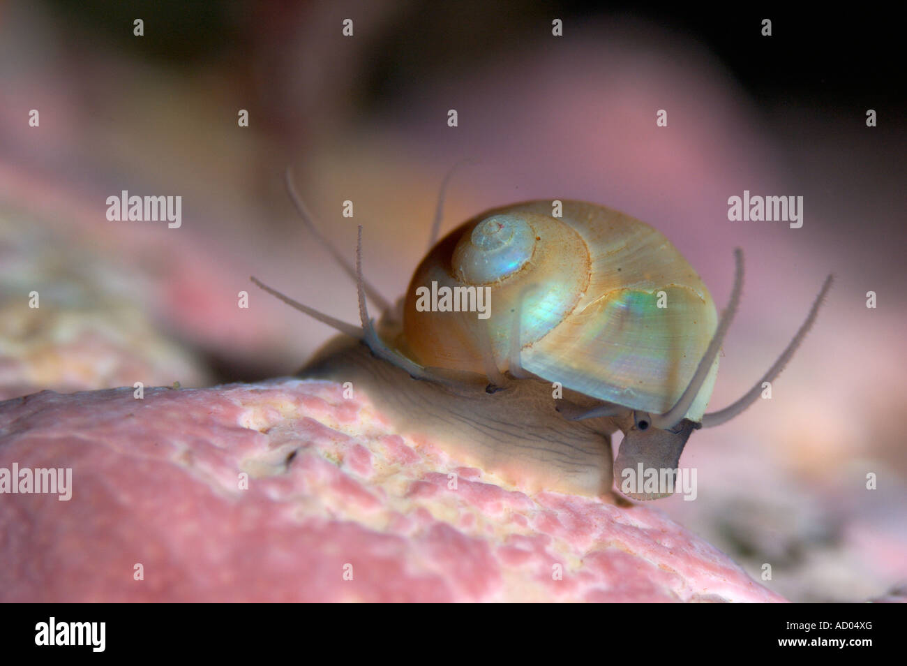Macro of gastropode mollusk Margarites olivaceus crawling on a stone Head eye and many tentacles are visible North Pacific Stock Photo