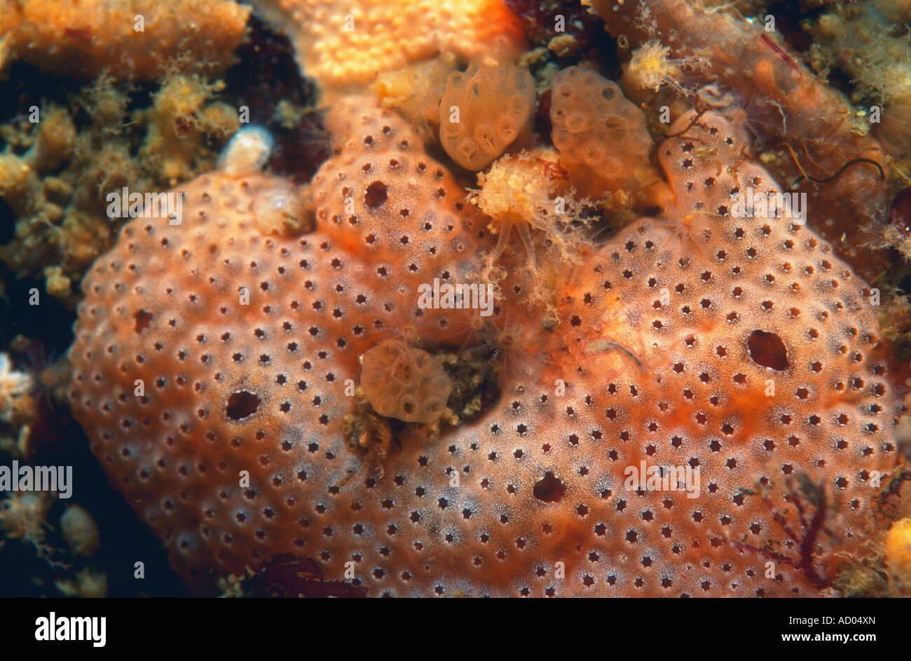 Closeup of colonial sea squirt ascidian Ascidiacea Didemnum gemmiparum common in north Atlantic and Pacific oceans Underwater Stock Photo