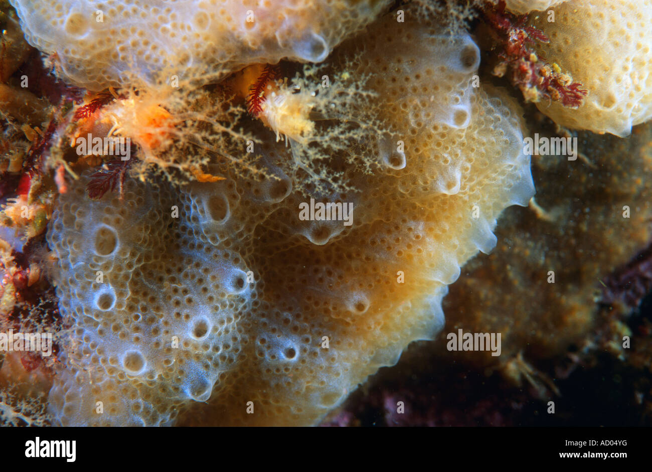 Closeup of colonial sea squirt ascidian Ascidiacea Aplidium glabrum common in north Atlantic and Pacific oceans Underwater Stock Photo