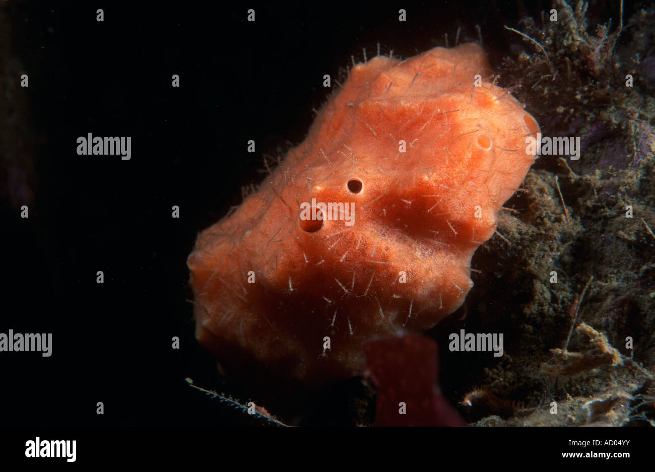 Macro of bright red marine silicious sponge Suberites montiniger a simplest multicellular animal North Pacific Kamchatka Stock Photo