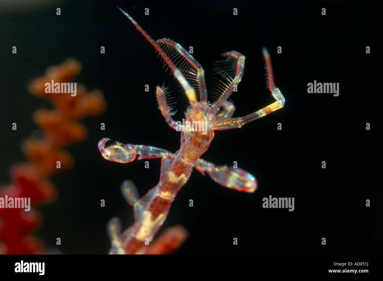 A supermacro shoot of minute crawfish called Caprella they are