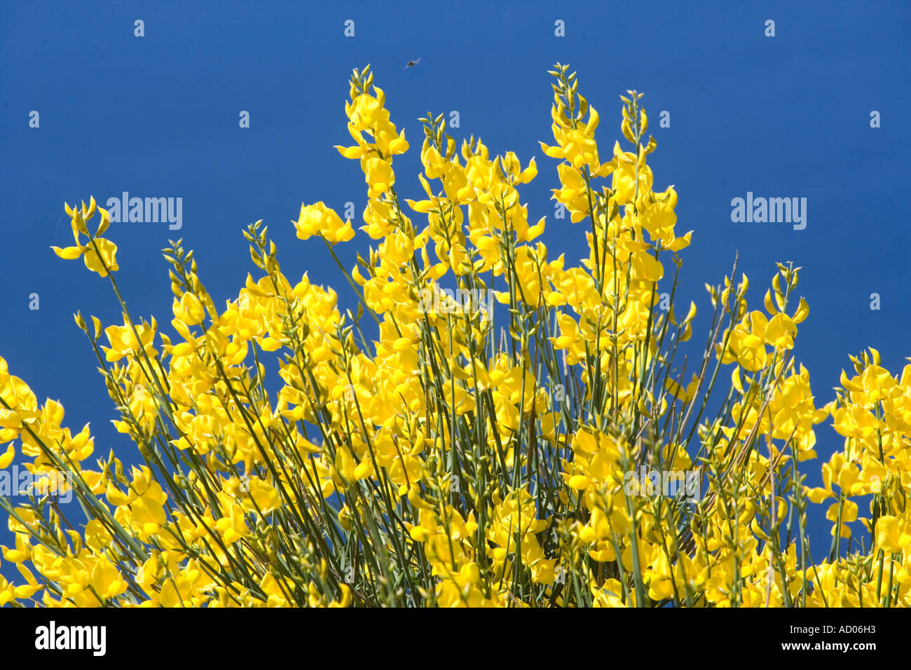 Yellow gorse in bloom and flying insect Stock Photo